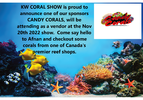 Candy corals promo.png
