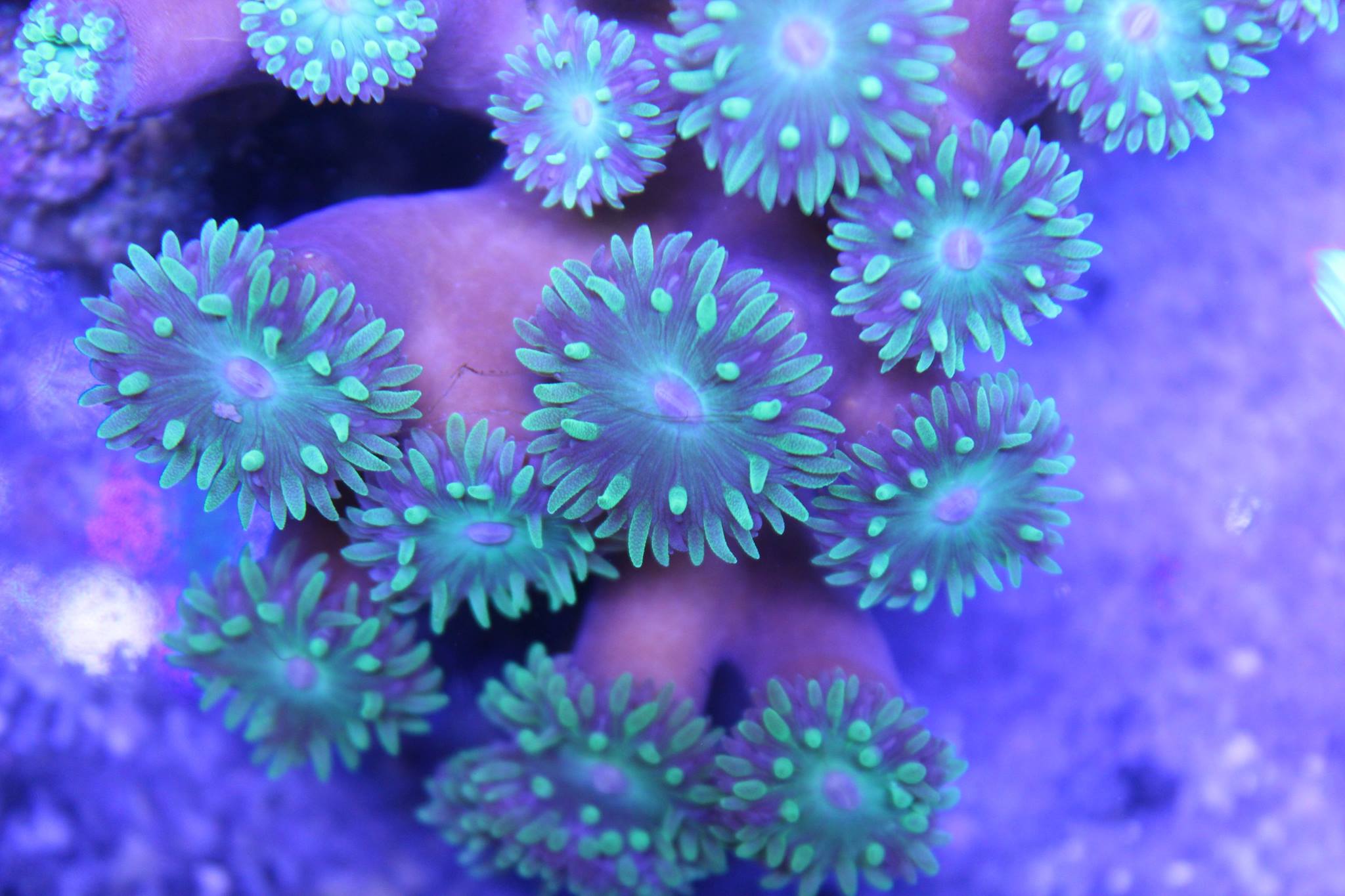 16403383_1707362142887720_904675661942063103_o.jpg