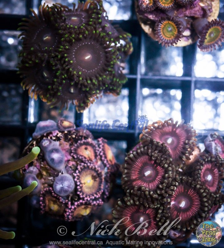 20150316-DSC_0016.jpg