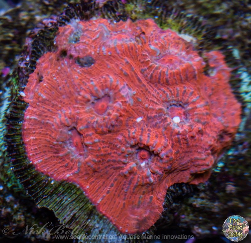 20150618-_DSC0035 (copy).jpg