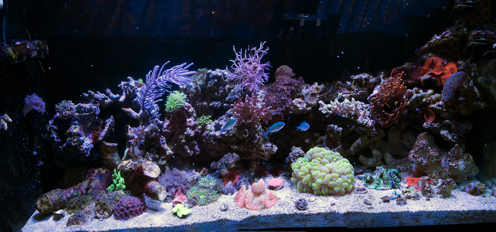 90gallon.png