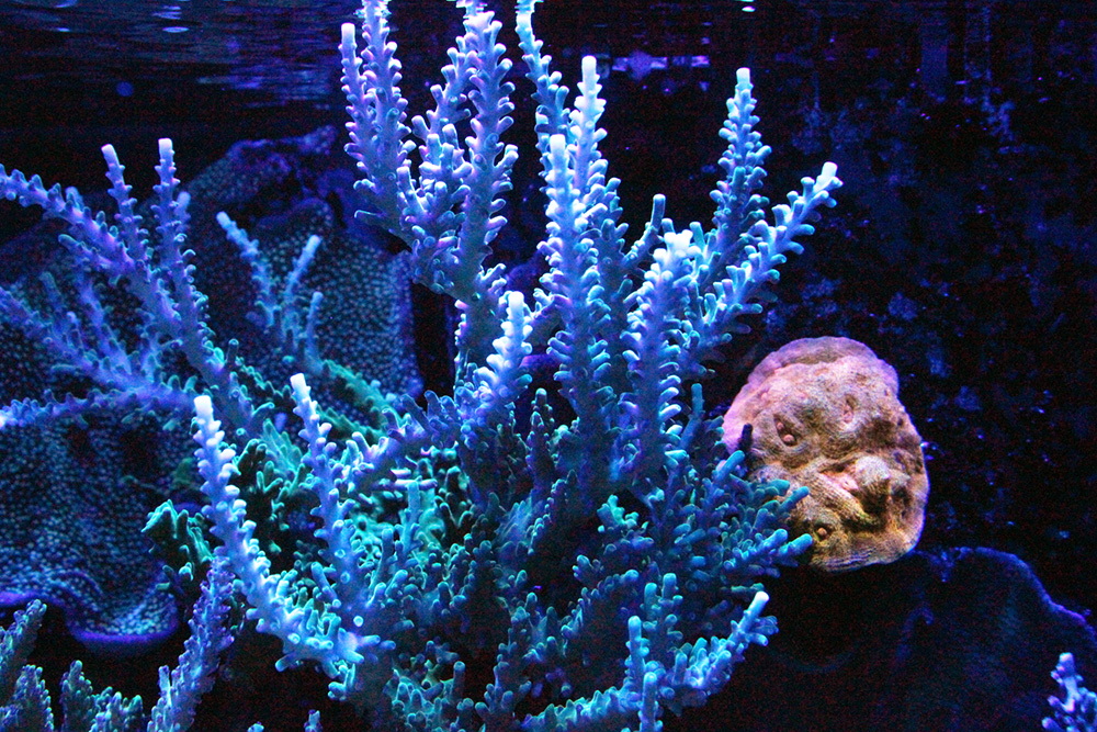 blue.jpg