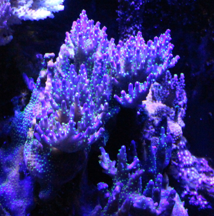 bonsai.jpg