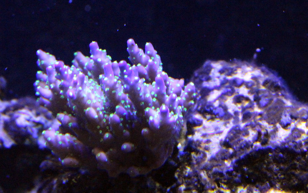 bonzai.jpg