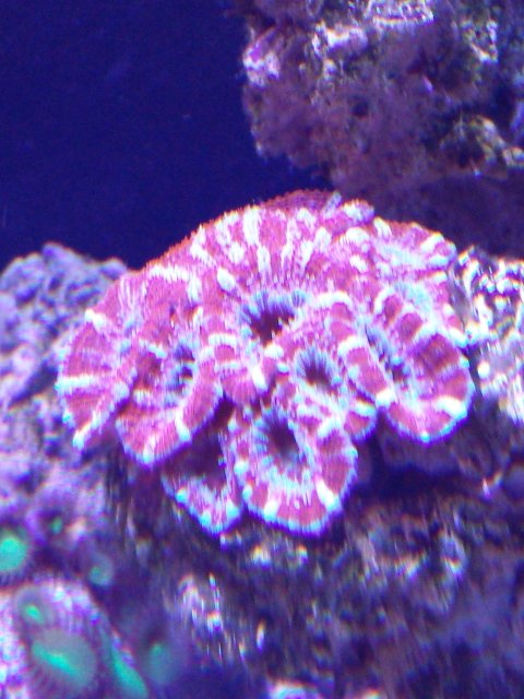 Candycane ( stripe ) Acan- micromussa.JPG