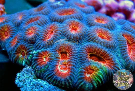 Favia_sp_257031_0078.jpg