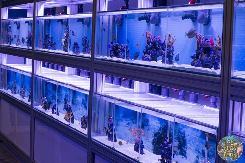 fish-system.jpg