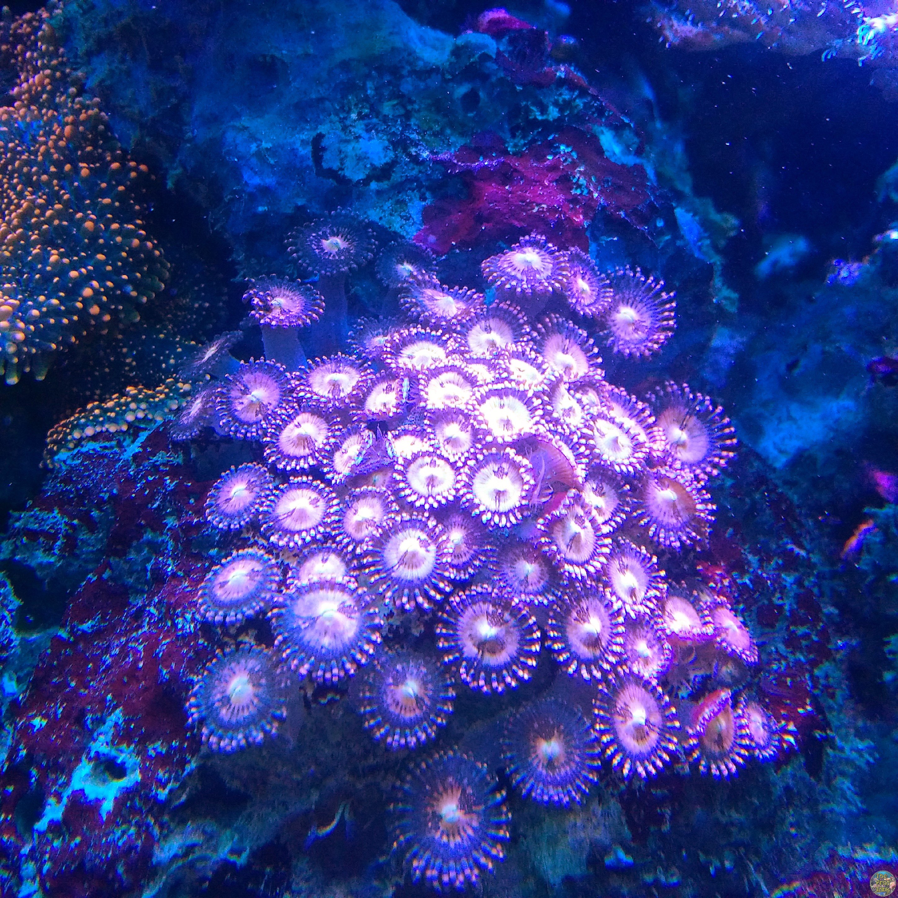 IMG_20160605_144258_edit.jpg