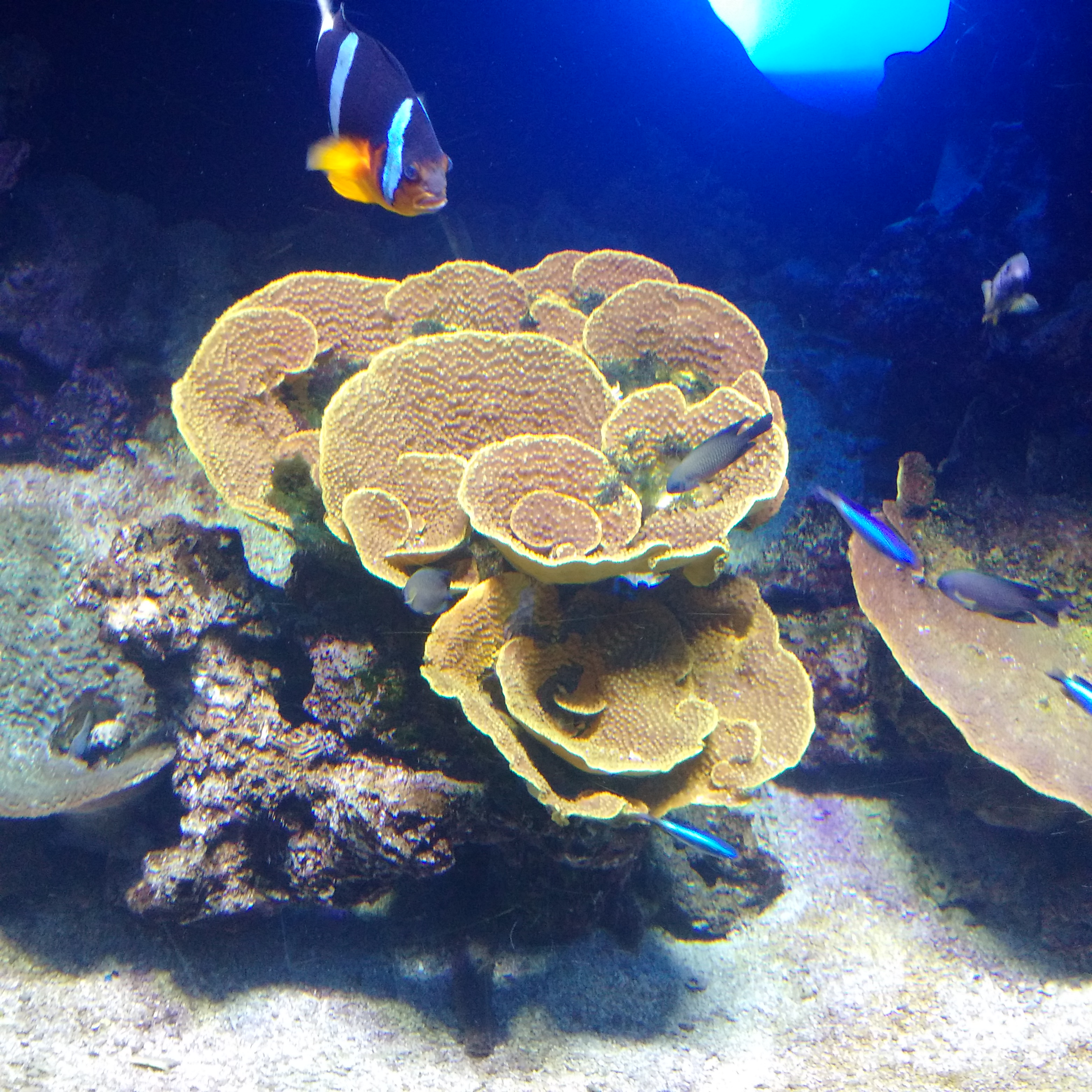IMG_20160930_123237.jpg