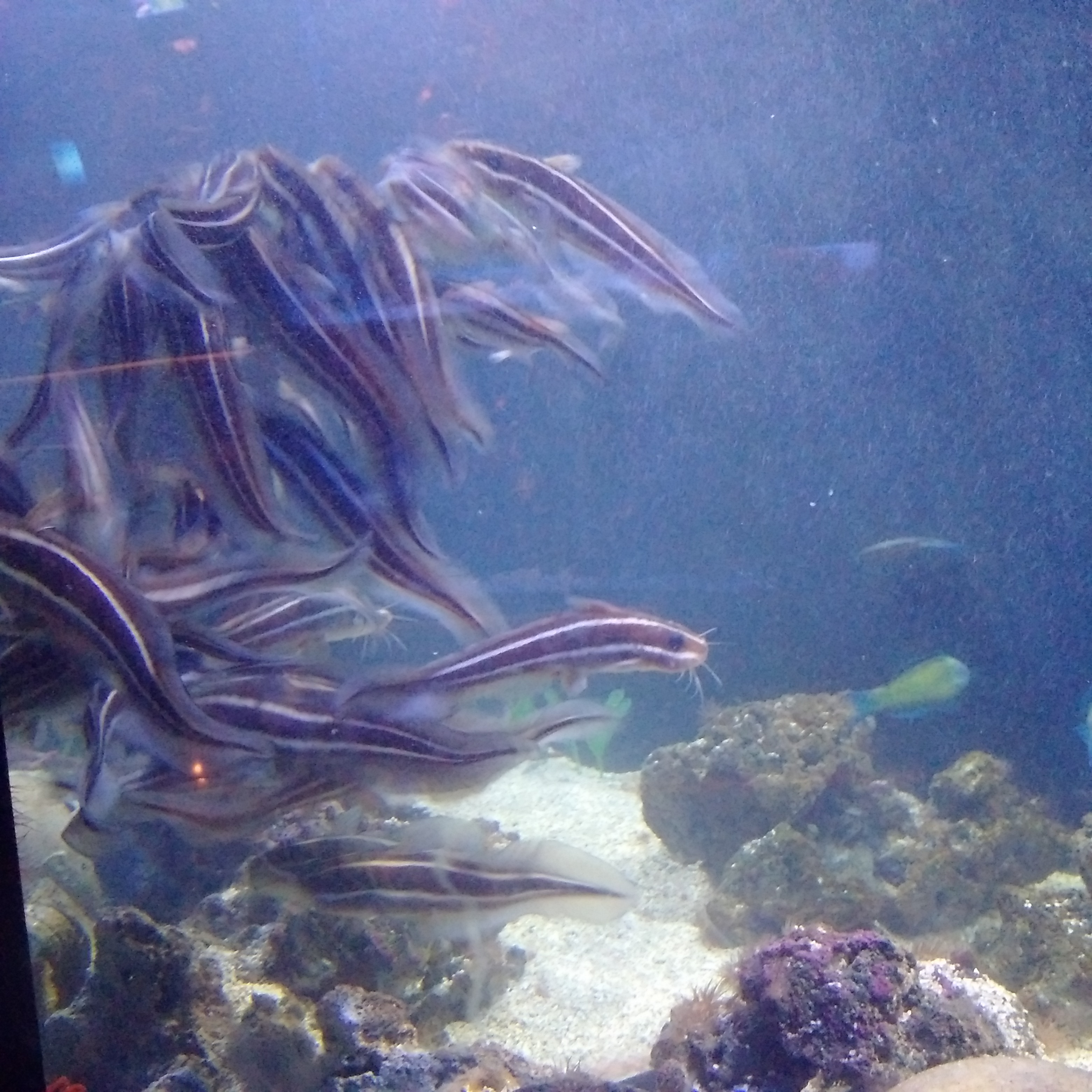 IMG_20160930_124249.jpg