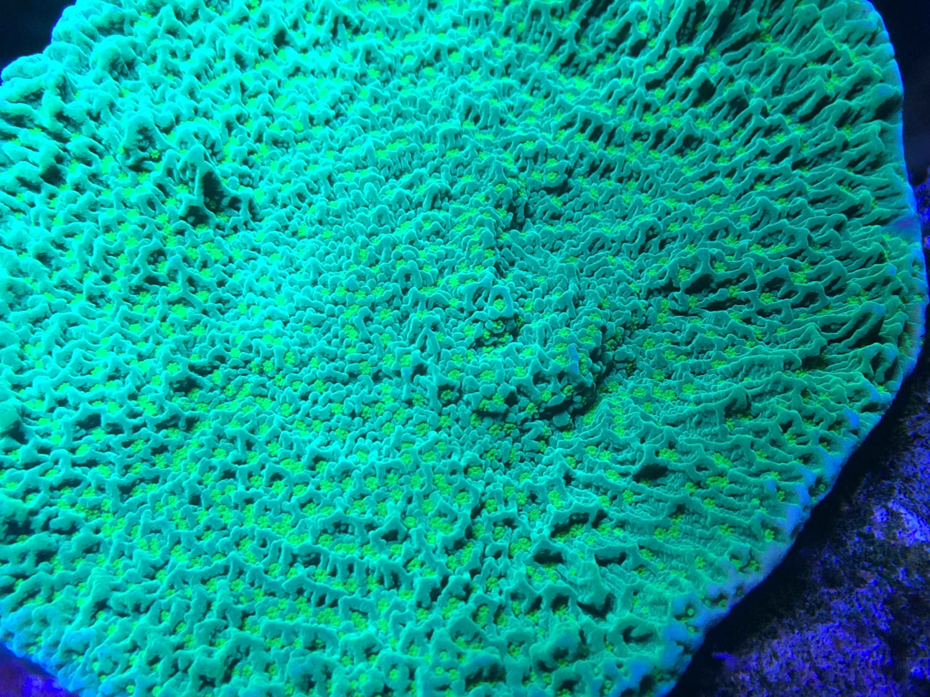 IMG_2435.JPG