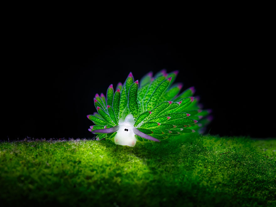 leaf-sheep-sea-slug.jpg