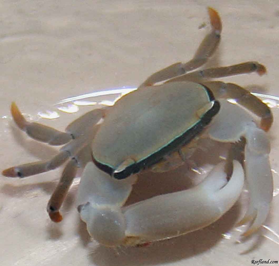 littlecrab_original.jpg