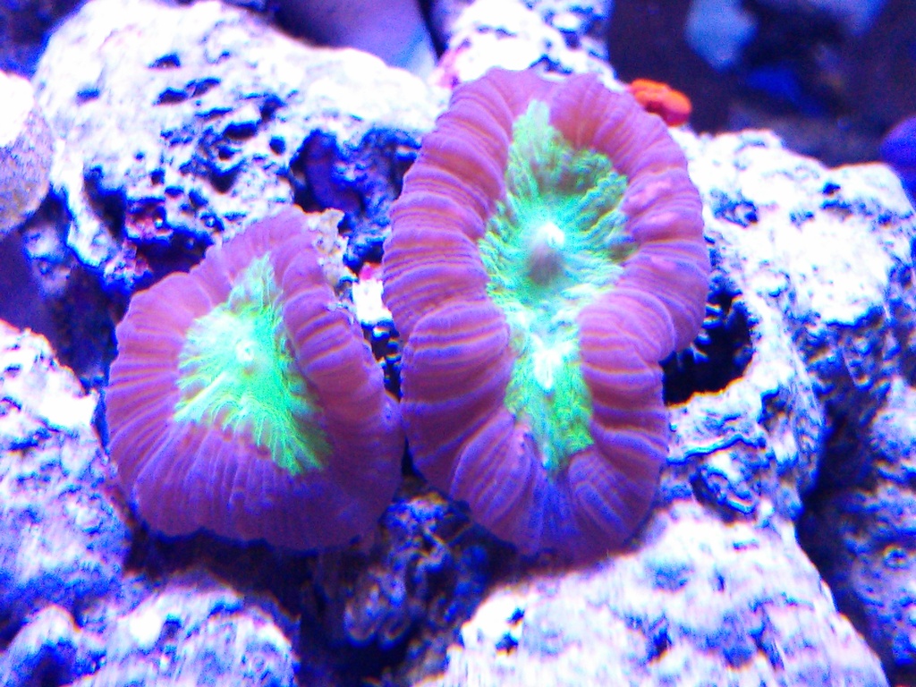RedGreenCandy.jpg