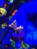 Red Polyp Acro.jpg