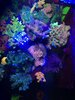 Coral Warz.jpg