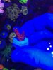 Red Diablo #2.jpg
