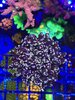 Pink Tip Frogspawn.jpg