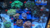Coral pic 1.jpg