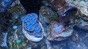 Maxima clam.jpg