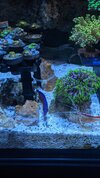 Neon dottyback.jpg