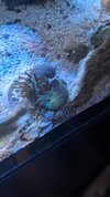 Pistol shrimp.jpg