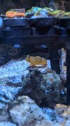 Yellow goby.jpg