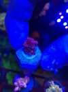 Small Red Planet.jpg