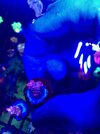 Small Acro Frag.jpg