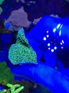 Green Cap Yellow Polyp.jpg