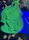 Green Plate Yellow Polyps.jpg