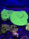 Green Plate Yellow Polyp.jpg