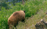 BBear.jpg
