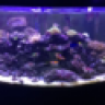 Pufferreefer