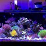 Fish'nCorals