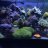 Pulsing xenia