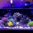 Fish'nCorals